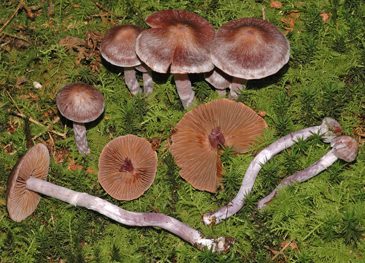 Cortinarius evernius