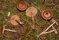 Cortinarius flexipes var. flabellus