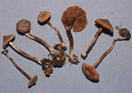 Cortinarius alnetorum