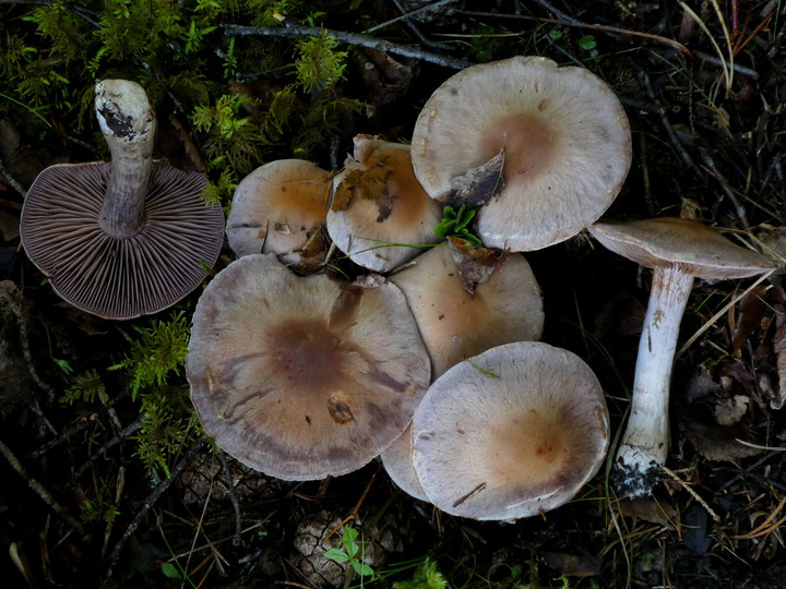 Cortinarius lucorum