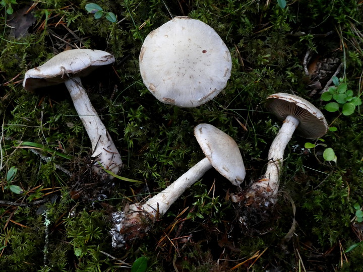 Cortinarius rusticus