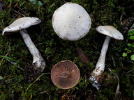 Cortinarius rusticus