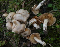 Cortinarius urbicus