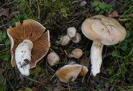 Cortinarius urbicus