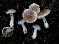 Cortinarius lucorum