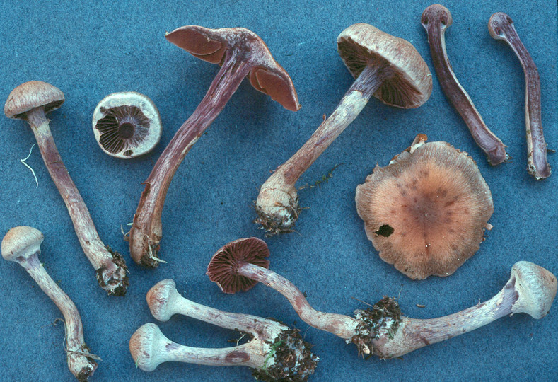 Cortinarius agathosmus