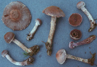 Cortinarius agathosmus