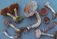 Cortinarius agathosmus