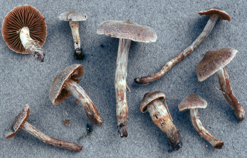 Cortinarius angelesianus