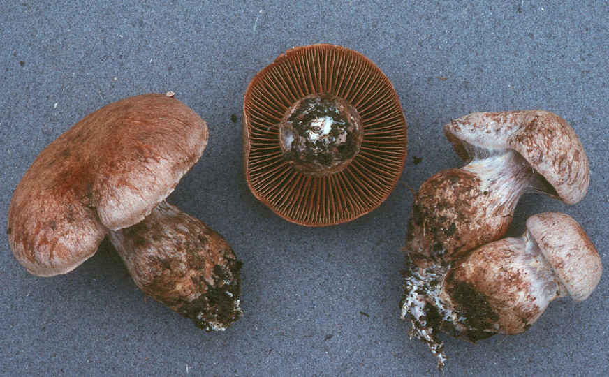 Cortinarius aprinus