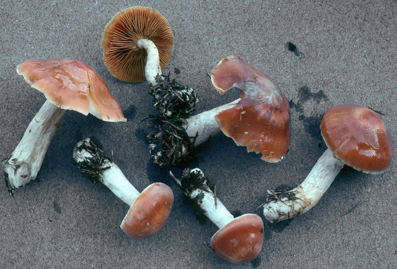 Cortinarius armeniacus