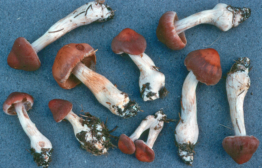 Cortinarius armeniacus