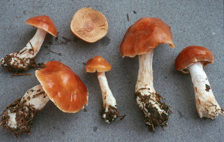 Cortinarius armeniacus