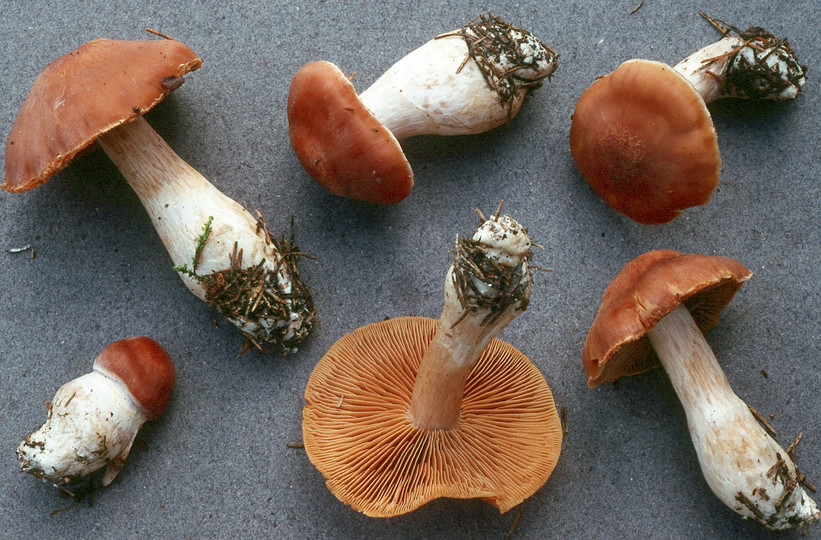 Cortinarius armeniacus