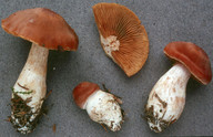 Cortinarius armeniacus