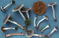 Cortinarius atrocoeruleus