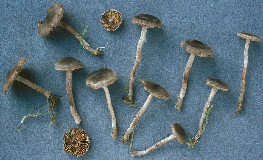 Cortinarius atrocoeruleus