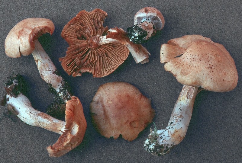 Cortinarius balaustinus