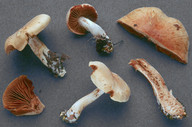 Cortinarius balaustinus