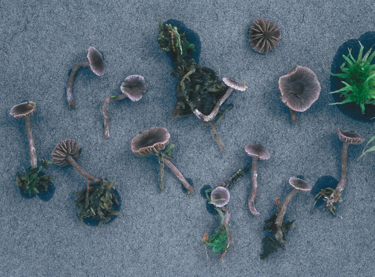 Cortinarius bibulus