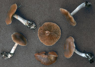 Cortinarius biformis