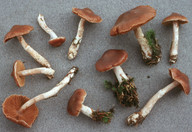 Cortinarius biformis