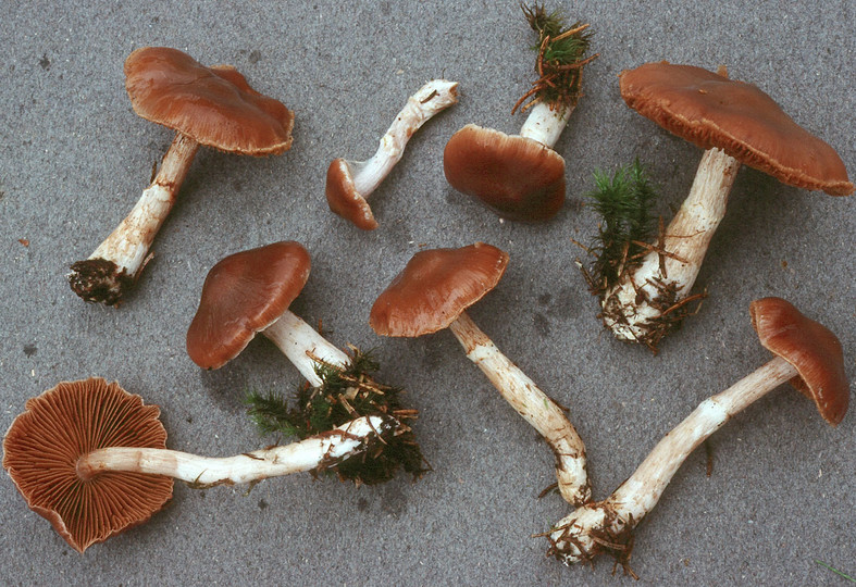 Cortinarius biformis