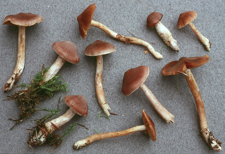 Cortinarius biformis