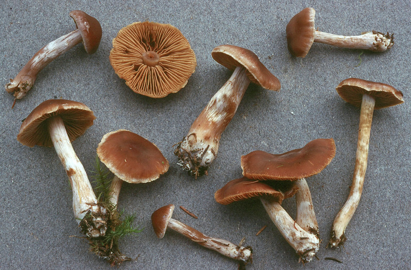 Cortinarius biformis