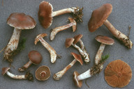 Cortinarius biformis