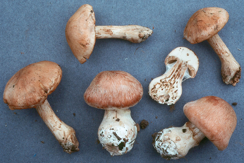 Cortinarius aprinus