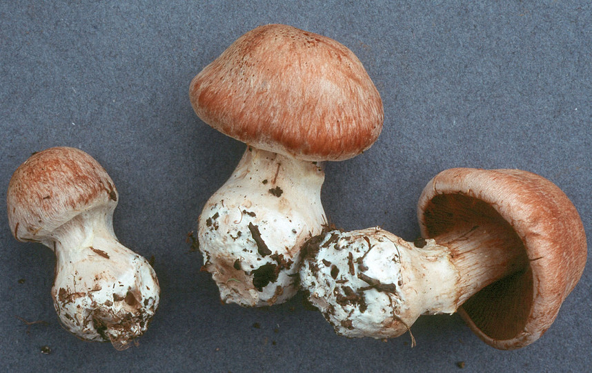 Cortinarius aprinus