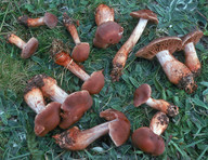 Cortinarius bulliardii