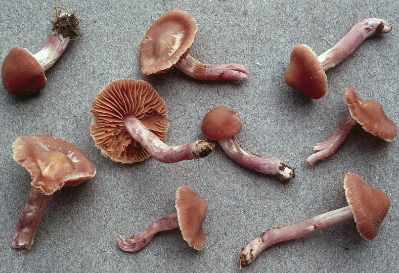 Cortinarius cagei