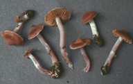 Cortinarius cagei