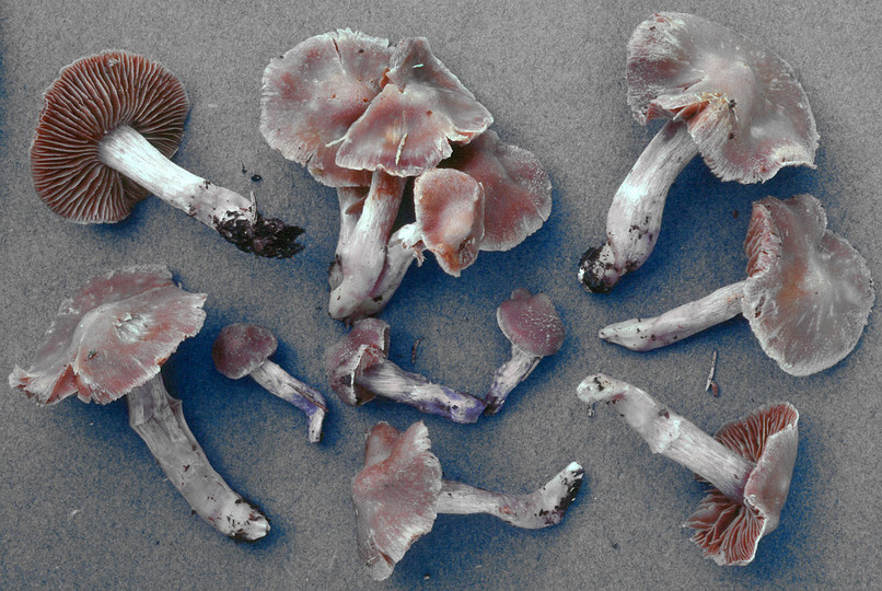 Cortinarius cagei