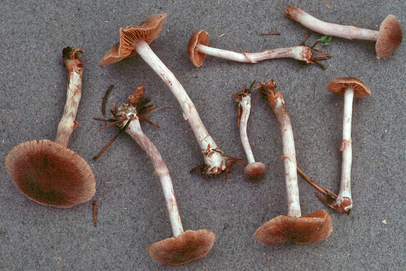 Cortinarius casimiri