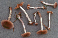 Cortinarius casimiri