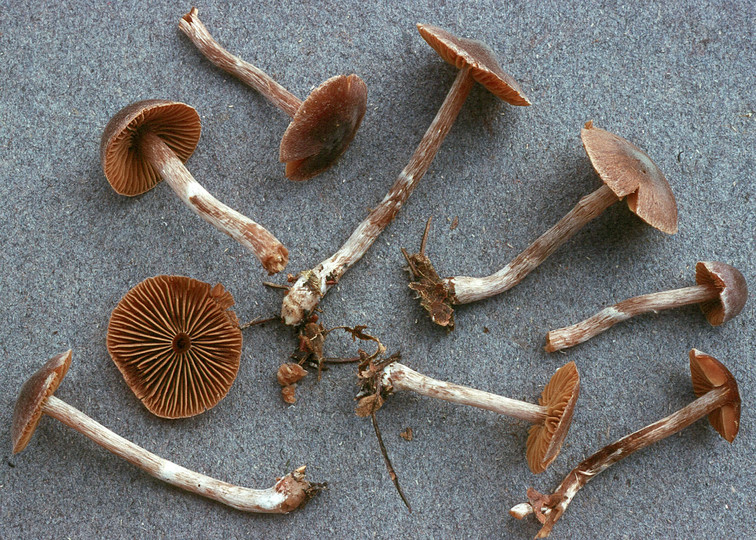 Cortinarius casimiri