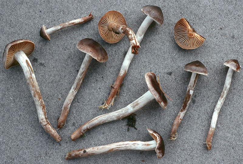 Cortinarius depressus