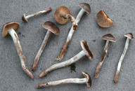 Cortinarius depressus