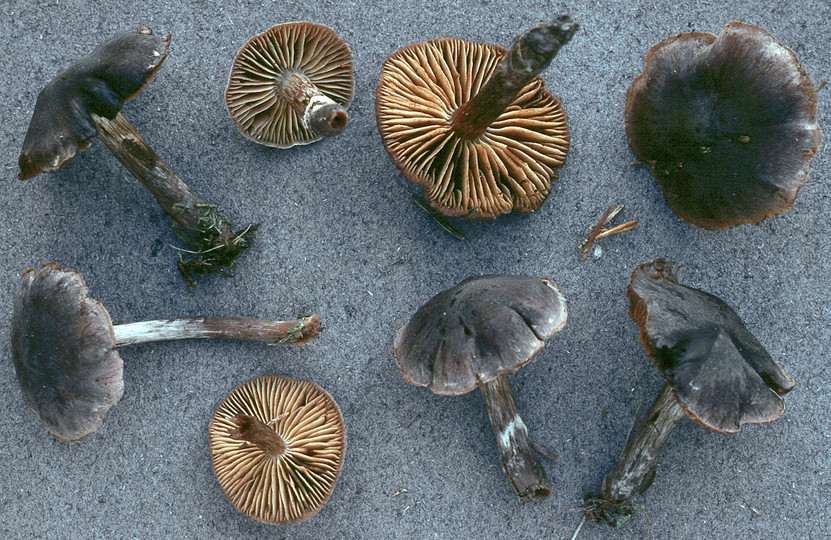 Cortinarius depressus