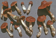 Cortinarius dilutus