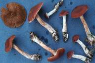 Cortinarius dilutus