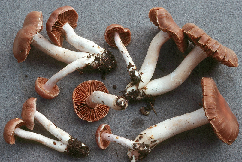 Cortinarius duracinus