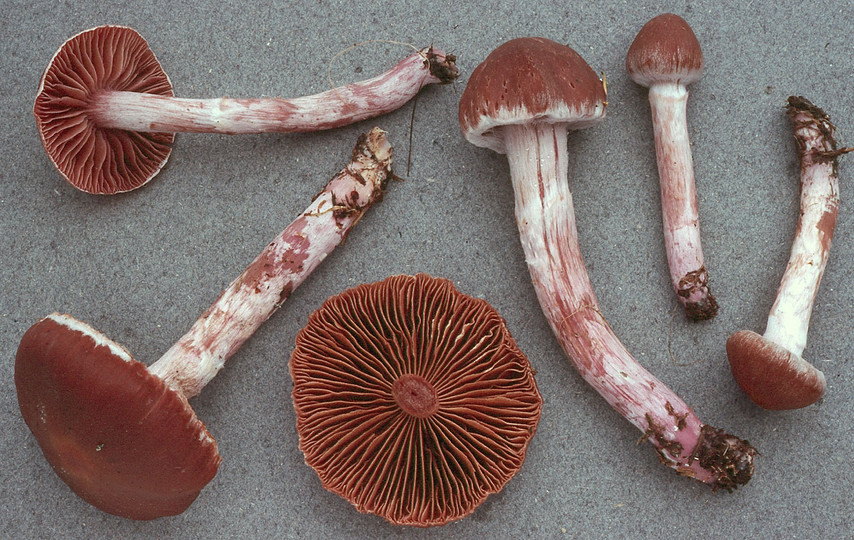 Cortinarius evernius