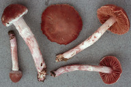 Cortinarius evernius