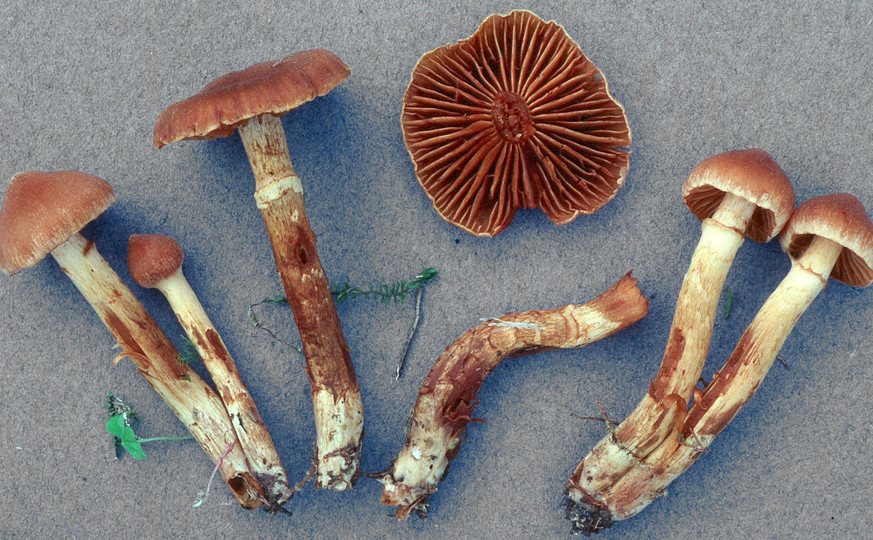 Cortinarius hinnuleus