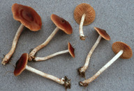 Cortinarius jubarinus