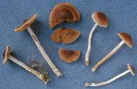 Cortinarius jubarinus